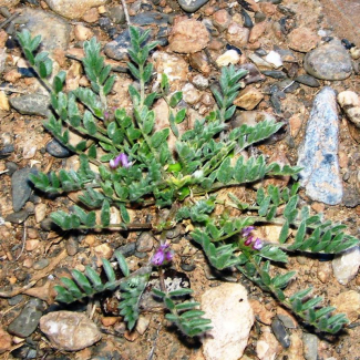 Astragalus tribuloides - Fabaceae