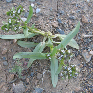 Valerianella cymbicarpa - Valerianaceae