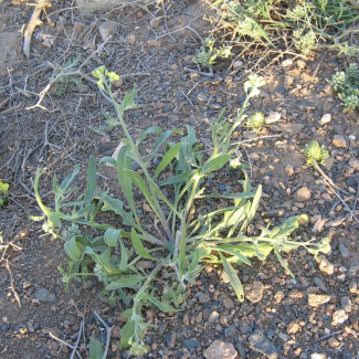 Sterigmostemum longistylum - Brassicaceae