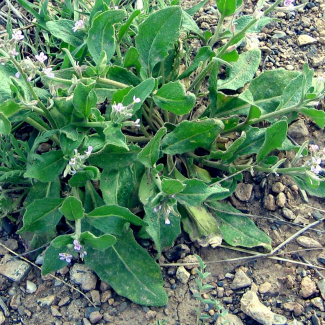Malcolmia africana - Brassicaceae