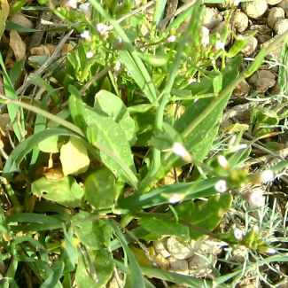 Goldbachia laevigata - Brassicaceae