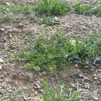 Microcephala lamellata - Asteraceae