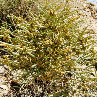 Ephedra sarcocarpa - Ephedraceae