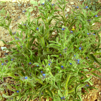 Heterocaryum subsessile - Boraginaceae