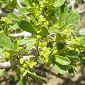 Rhamnus persica - Rhamnaceae