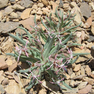 Caccinia macranthera var. macranthera - Boraginaceae