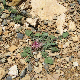 Centaurea ispahanica - Asteraceae