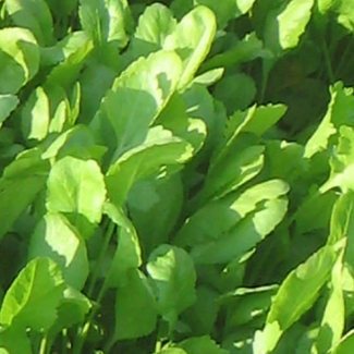 Lepidium sativum - Brassicaceae