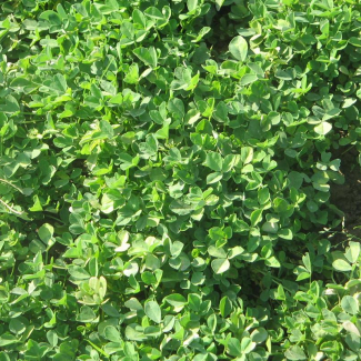 Trigonella foenum-graecum - Fabaceae
