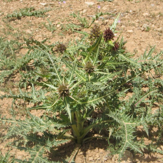Gundelia tournefortii - Asteraceae