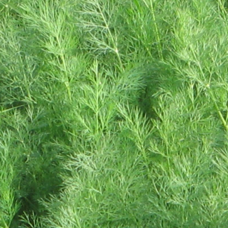 Anethum graveolens - Apiaceae 