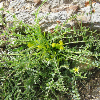Astragalus indistinctus - Fabaceae