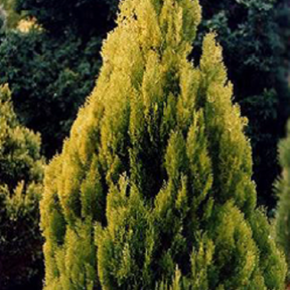 Thuja orientalis var. stricta - Cupressaceae