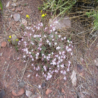 Acantholimon bromifolium - Plumbaginaceae‌‌‌