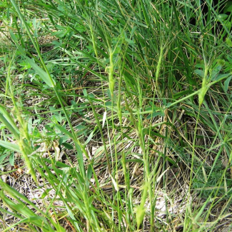 Aegilops triuncialis - Poaceae