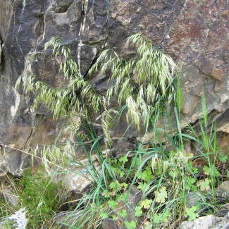 Arrhenatherum kotschyi - Poaceae