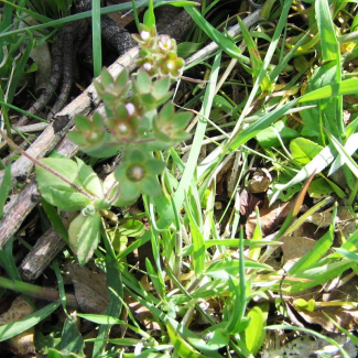 Androsace maxima - Primulaceae