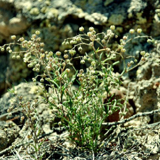 Spergularia diandra - Caryophyllaceae