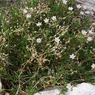 Spergularia media -‌‌ Caryophyllaceae