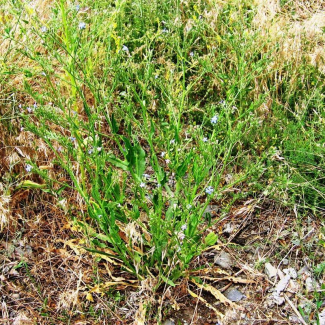 Anchusa italica - Boraginaceae