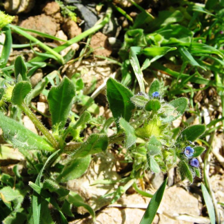 Asperugo procumbens - Boraginaceae