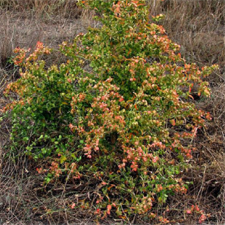 Atriplex aucheri - Chenopodiaceae