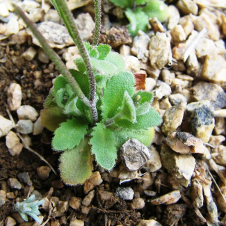 Arabis nova - Brassicaceae
