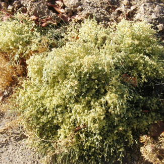 Anabasis haussknechtii - Chenopodiaceae