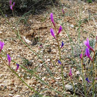 Astragalus podolobus- Fabaceae