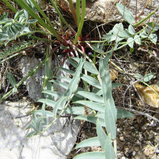 Astragalus tenellus - Fabaceae