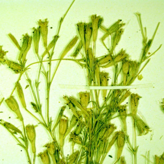 Silene arenosa - Caryophyllaceae