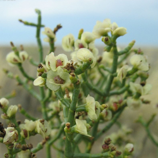 Anabasis aphylla - Chenopodiaceae