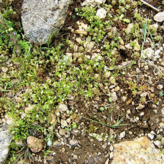 Arenaria leptocladus -‌‌ Caryophyllaceae