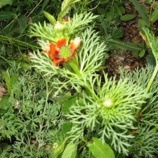 Adonis parviflora - Ranunculaceae