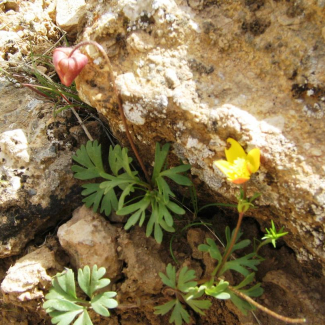 Anemone biflora - Ranunculaceae
