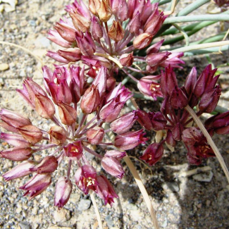 Allium xiphopetalum - Alliaceae