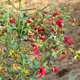 Alhagi persarum - Fabaceae