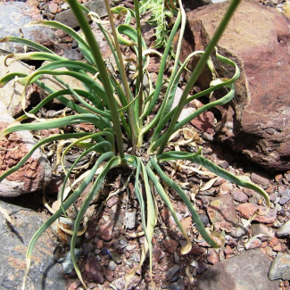 Allium Scabriscapum - Alliaceae