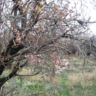 Armeniaca vulgaris - Rosaceae