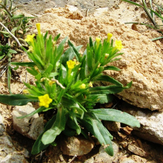 Arnebia decumbens - Boraginaceae
