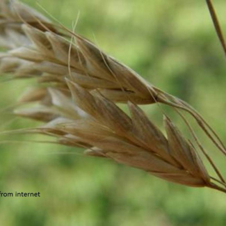 Bromus commutatus - Poaceae
