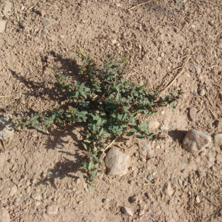 Chenopodium glaucum - Chenopodiaceae