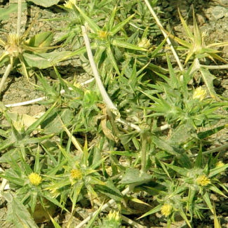Cousinia prolifera -Asteraceae