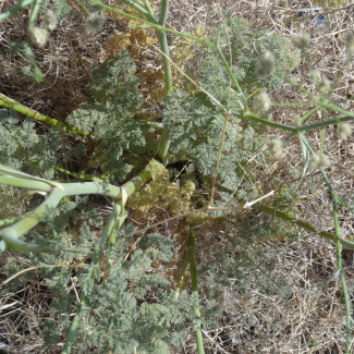 Astrodaucus orientalis - Apiaceae