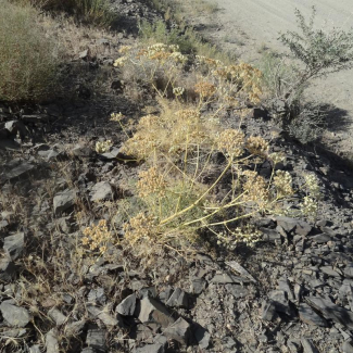 Prangos uloptera - Apiaceae