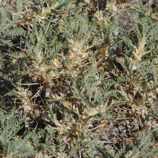 Astragalus verus - ‌‌Fabaceae