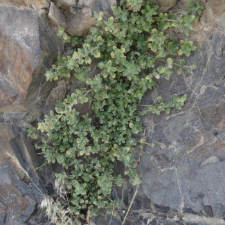 Parietaria judaica - Urticaceae