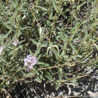 Thymus daenensis subsp. daenesis - Lamiaceae