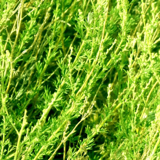 Artemisia aucheri - Asteraceae