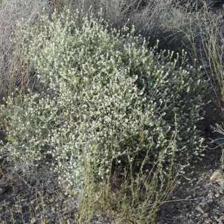 Moriera spinosa - Brassicaceae